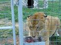 Liger - Lion+tigress