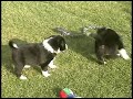 BORDER COLLIE PUPPIES