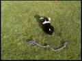 Border Collie video