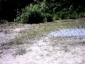 IDPA 8-8-09 stage 3