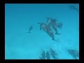 Playing with Dolphins