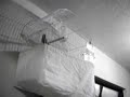 Curi� Pardo - Criadouro Brasinha