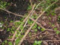 Pennywart aka Dollar weed Hydrocotyle umbellata