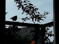 Kauw kukelt naar beneden (korte versie) Kauw kukelt naar beneden (korte versie)