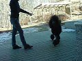 villakoira ja temput