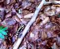 Feuersalamander im Wald