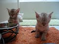 Sleepy Bengal Kittens
