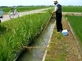 Field of Rice #6 Biotic Diversity Field of Rice #6 Biotic Diversity