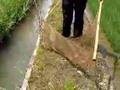 Field of Rice #6 Biotic Diversity