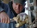 Dirty Jobs: Hoof Trimmer