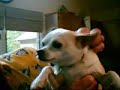 Creepy flying dog head slow motion voice