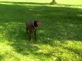 Hund Suhana seit 28.10.2008 gestohlen