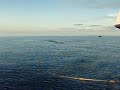 Sailfish On Popper