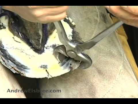how to trim horse hooves