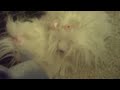 WEBKINZ NEWS THE MOVIE FOOFOO\ WEBKINZ NEWS THE MOVIE FOOFOO\