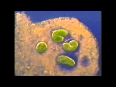 Lysosomes Bio 121 Group 4