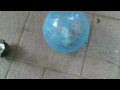 Click here to watch this video Hamster walk backward in wheel