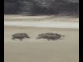 Wild Boar Beat Leopard