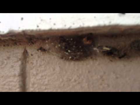 how to eliminate oleander caterpillars