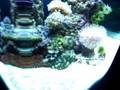 videos de Christopher's 12 gallon nano cube reef tank!!