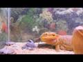 Bearded-Dragon-eats-