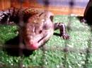 skink enjoys a fresh pinkie skink enjoys a fresh pinkie