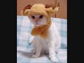 funky cats