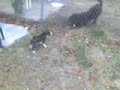 my dog my dog