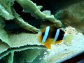salt fish!