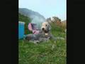 Bedlington