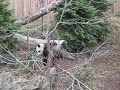 Tai Shan *BUTTERSTICK* climbing tree 11/19/06 Tai Shan *BUTTERSTICK* climbing tree 11/19/06