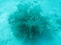 Ninja Of Seaweed: Una fascinante alga marina