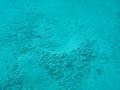 Ninja Of Seaweed: Una fascinante alga marina