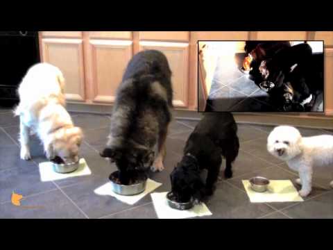 FinetunedCanines - http://www.Fine-tunedCanines.com Fine-tuned Canines fine dining experience at Southwest Florida Board and Train camp for dogs (Naples, FL and Fort Myers, FL ...