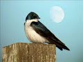 Here I Am To Worship - Michael W Smith (Cover)