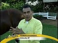 O Mangalarga de Orl�ndia -Via Rural