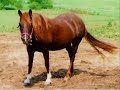 Tribute to the horses who have passed