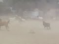 PONIES !!! PONIES !!!