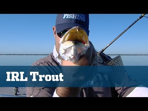 how to locate trout