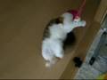 我が家の猫、シセルの変なマイブーム。。