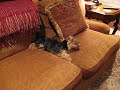 Yorkie Sleeping