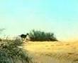 مقناص ارانب مقناص ارانب