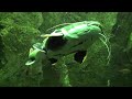 埼玉水族館 20091017 09