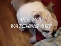 English Bulldog pillow fight