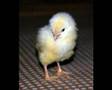 Sex change chicken