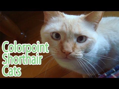 Colorpoint Shorthair Breed