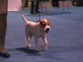 Parson Russell ring at Eukanuba Dog Show 2007