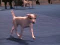 Parson Russell ring at Eukanuba Dog Show 2007