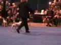 Parson Russell ring at Eukanuba Dog Show 2007
