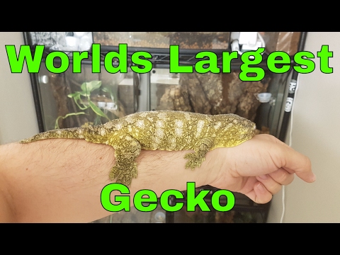 YouTube reptile video